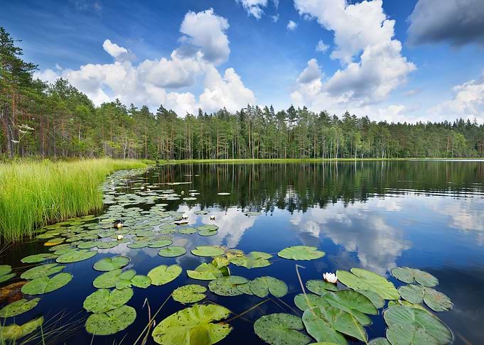Saimaa Lake In Finland