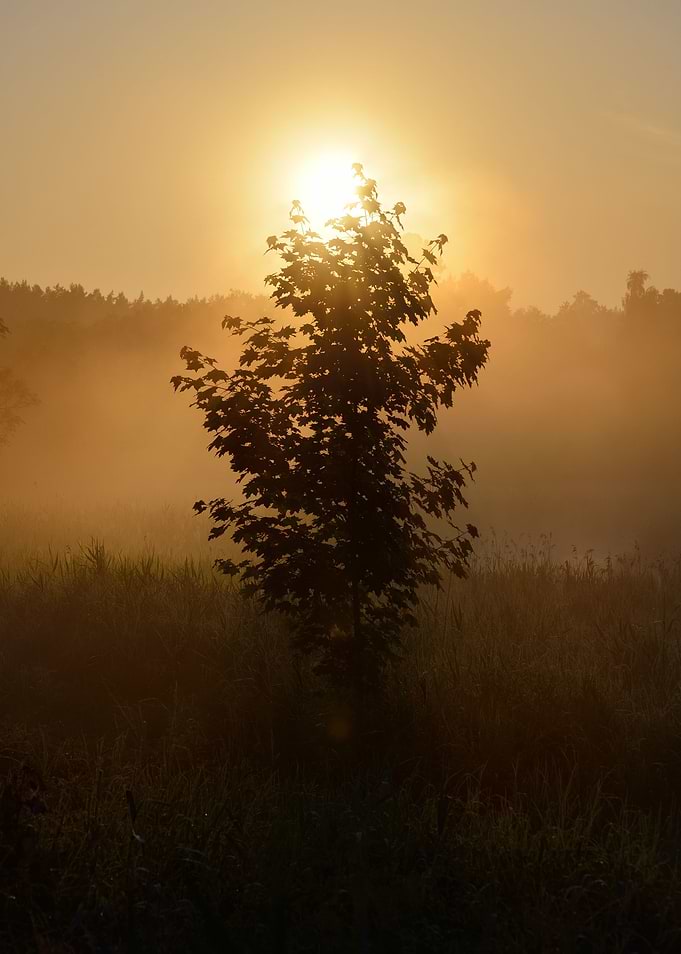 Sun And Morning Fog Above