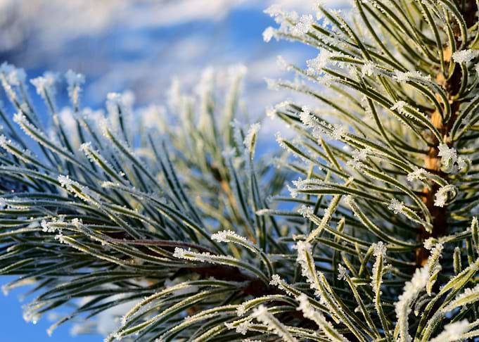 Pine Tree Covered With Hoa