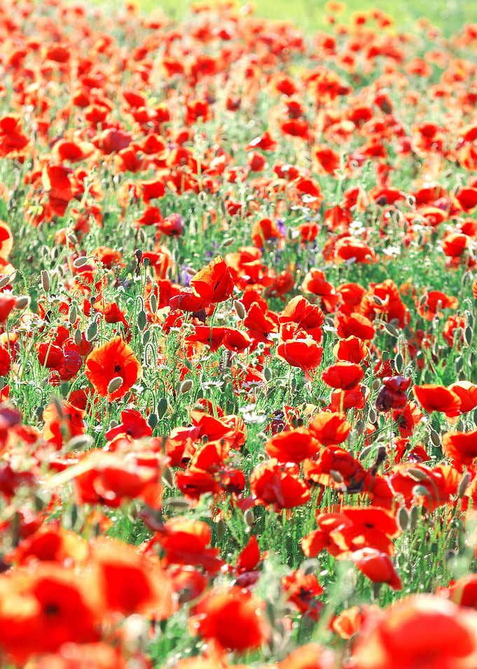 A Poppy Field In Latvia
