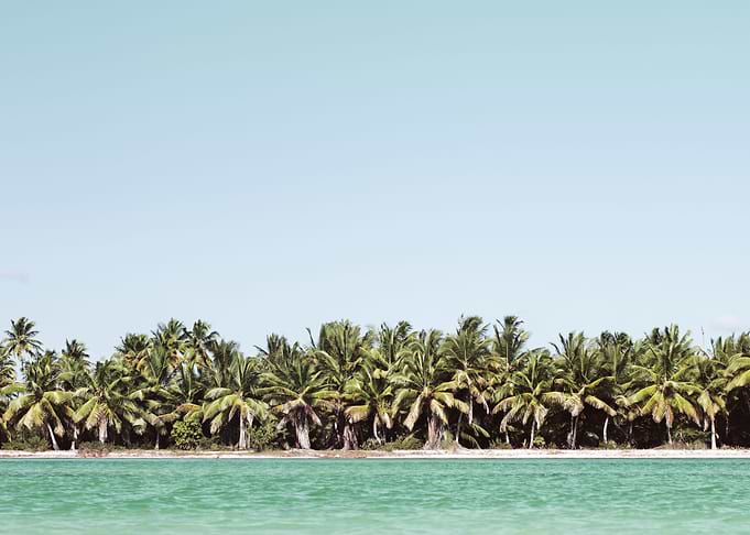Summer Scene With Tropical