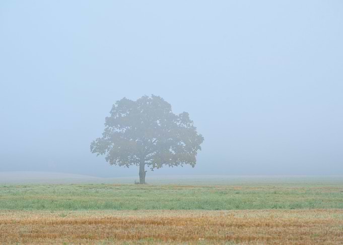 Lonely Tree In The Field D