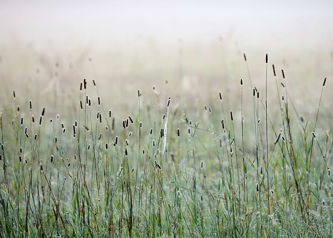 Grass In The Morning Fog A