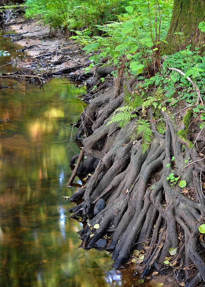 Forest River Scene