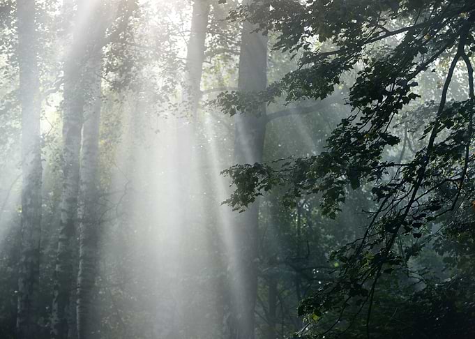 Strong Beautiful Fog And S