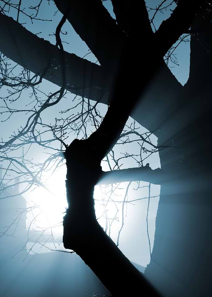 CloseUp Of A Tree In The F