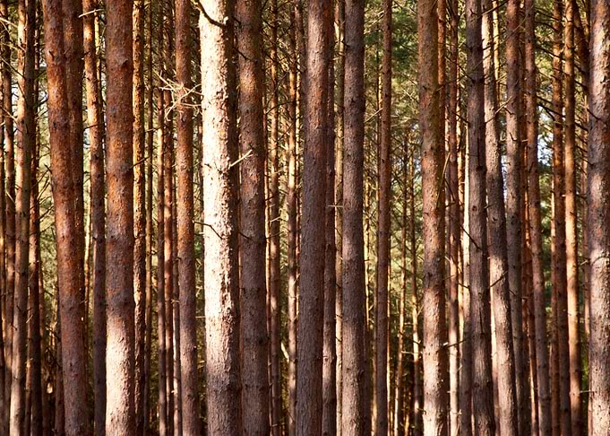 Forest Of Darss