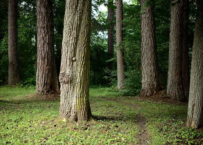 Dark Forest