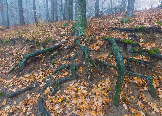 Autumnal Foggy Forest