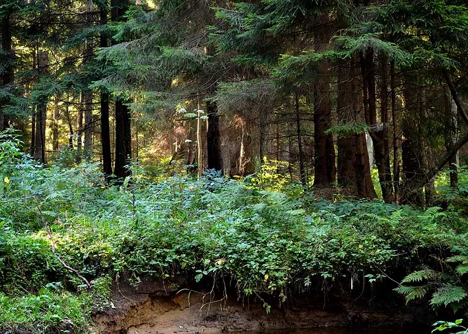 Forest Scene