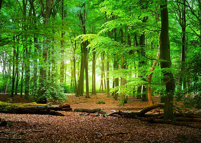 Spring Forest In The Nethe