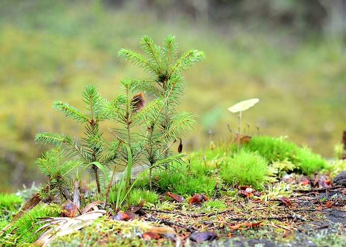 Little Pine Trees On A Tre