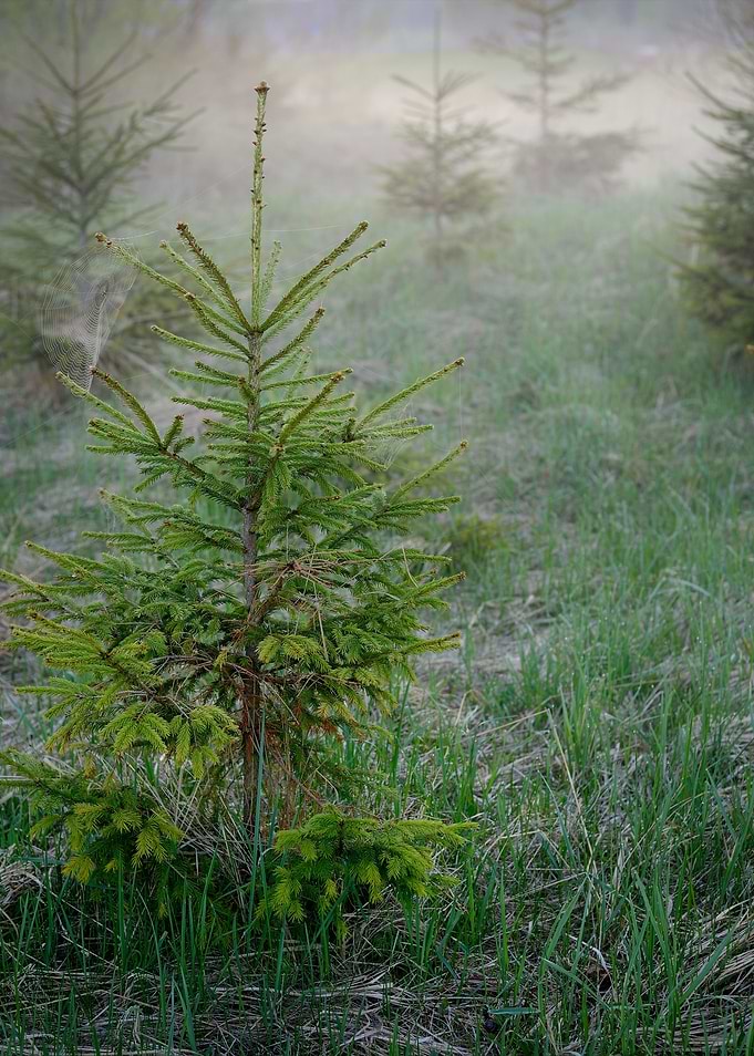Fog In The Forest