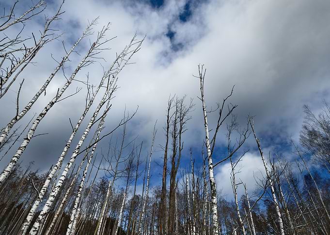 Forest In Winter