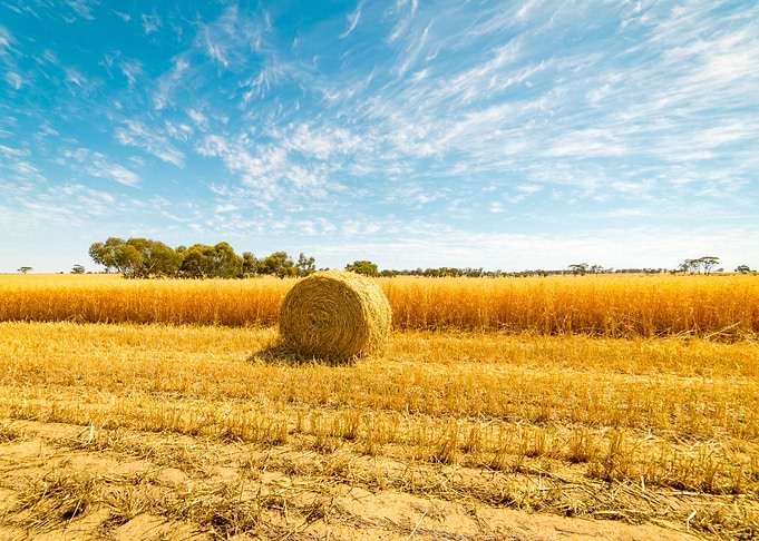 Hay And Straw Bales In The