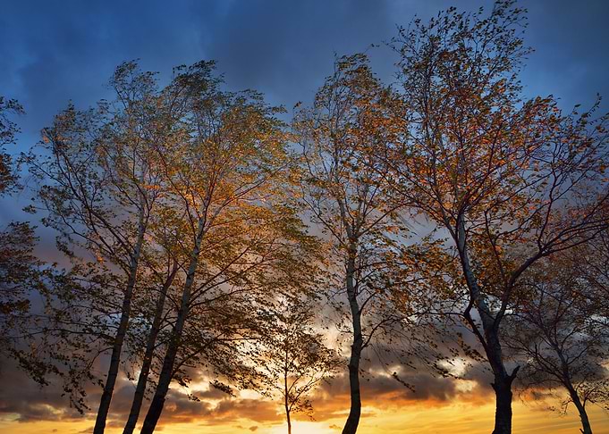 Birch Trees In Autumn On A