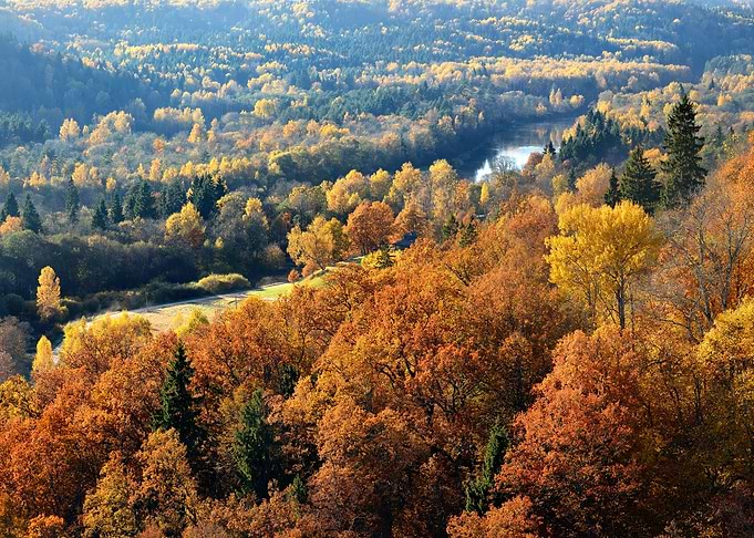 Colorful Forest Hills In F