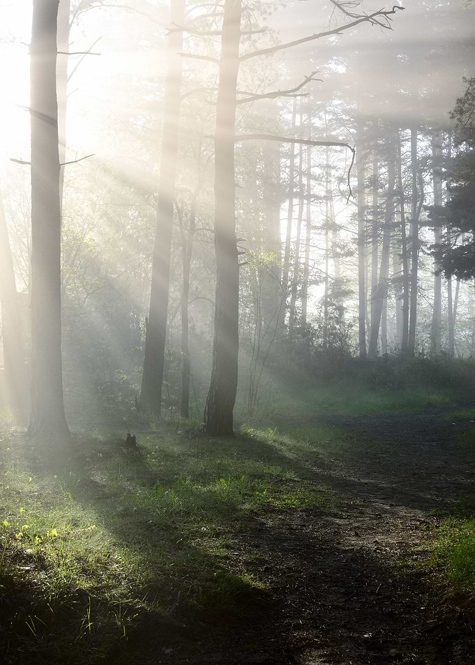 Fog In The Forest