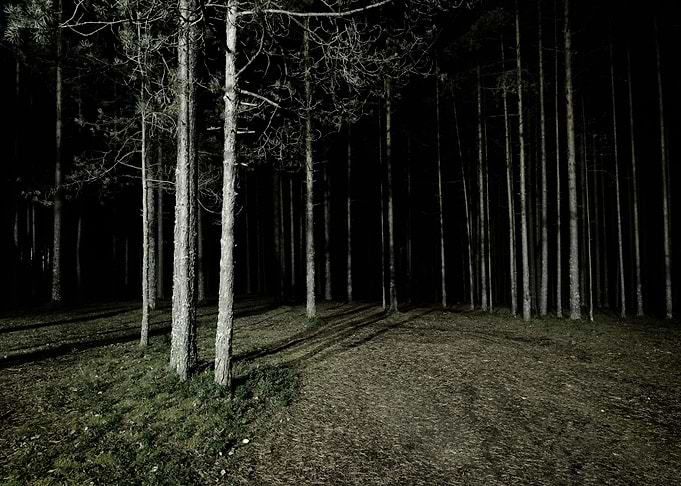 Forest Scene By Night