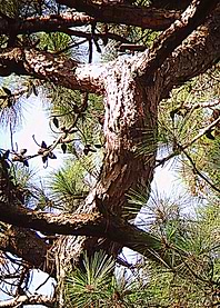 Acorns