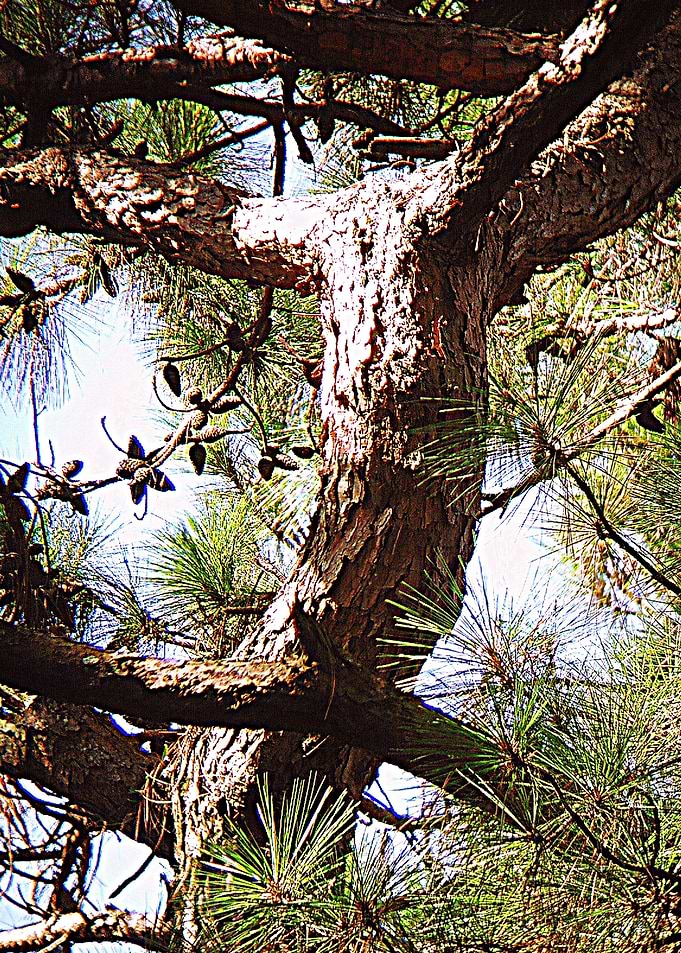 Acorns