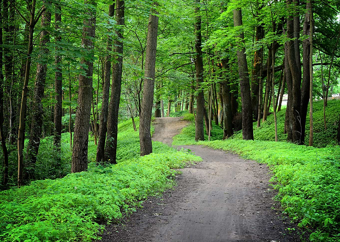 Dark Forest And A Road