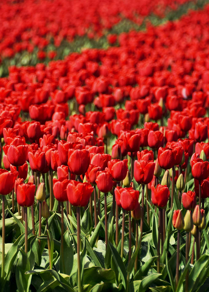Tulips field 8