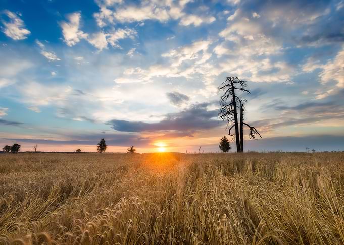 Sunset Over Cereal Field I
