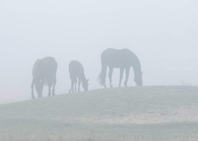 Horse Family In Fog