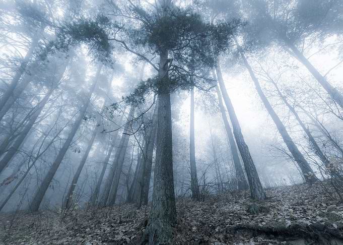 Autumnal Forest Landscape