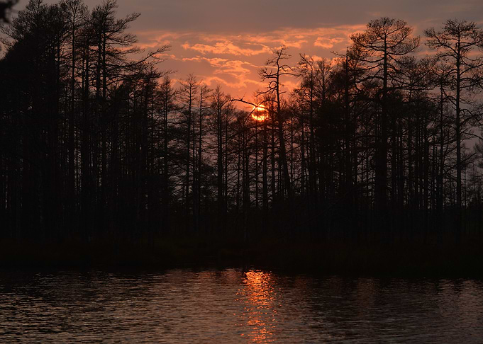 Kemeri Bog In Latvia Fores