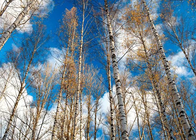 Birch Trees Against The Bl