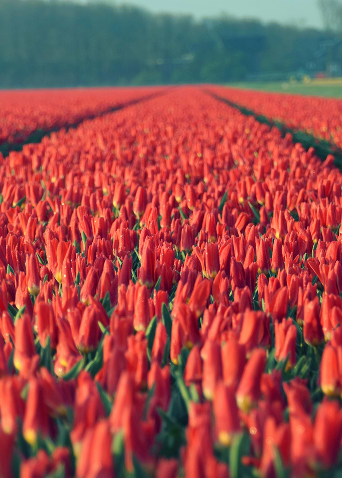 Tulips field 10