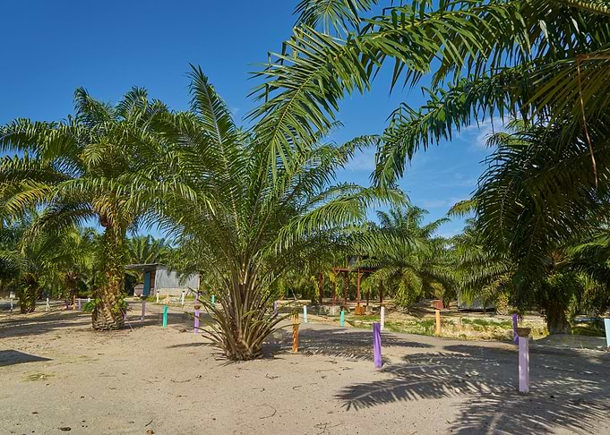 Palm Oil Plantation With B