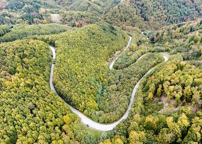Curvy Road In Green Forest