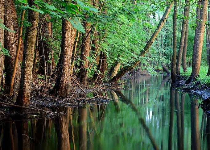 Forest River Scene
