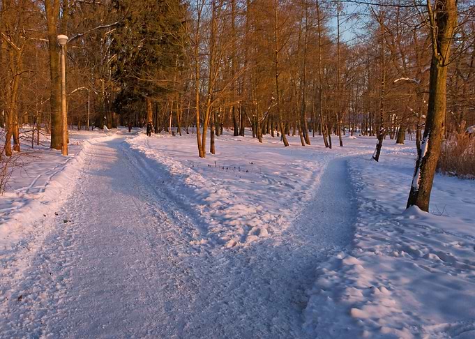 Winter Landscape