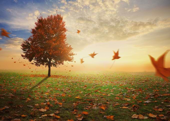 Red Maple Tree In Autumn