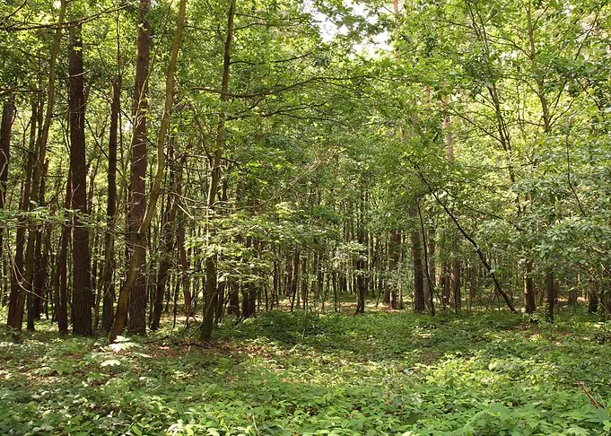 Green Forest