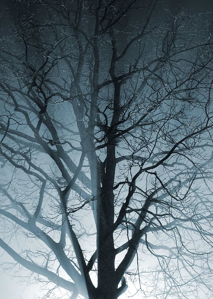 CloseUp Of A Tree In The F