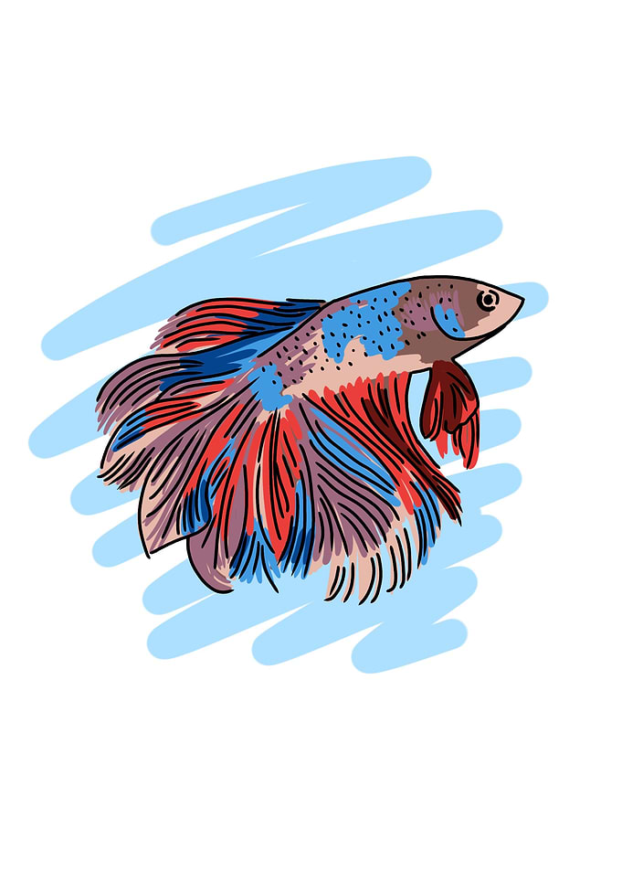 Colorful Fish