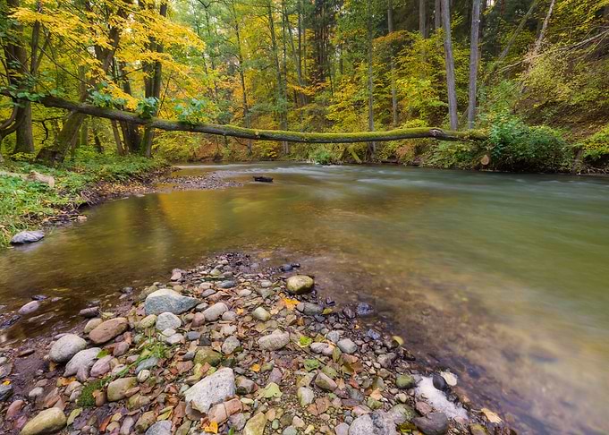 Beautiful River In Forest