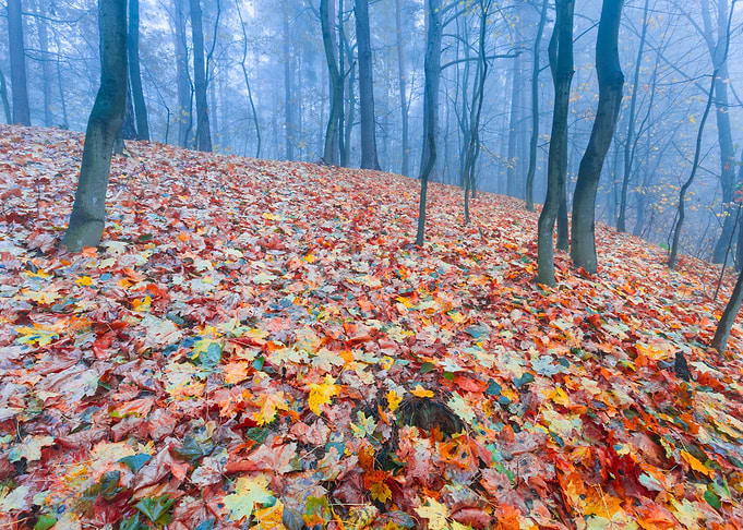 Autumnal Forest Landscape