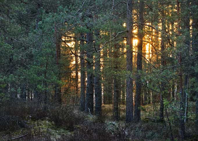 Northern Forest Landscape