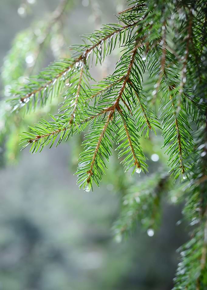 Pine Tree CloseUp