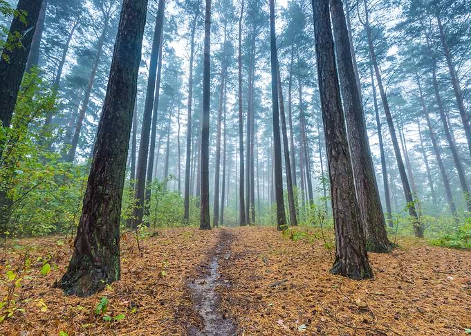 Beautiful Autumnal Forest