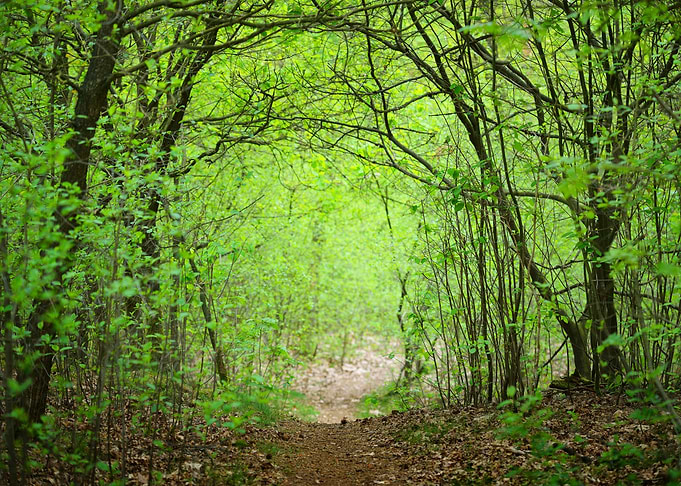 Spring Forest In The Nethe