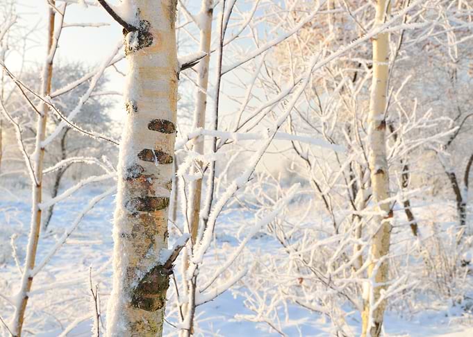 Winter Forest View