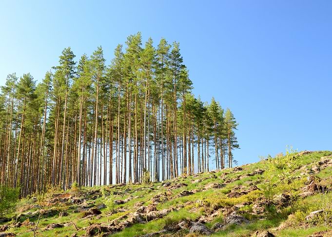 Forest Landscape