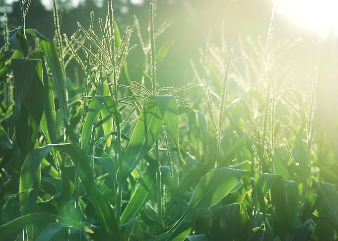 Corn Field CloseUp At The